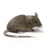Logo van muis