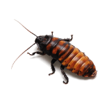 Logo van kakkerlakken