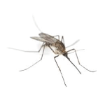 Muggen bestrijden