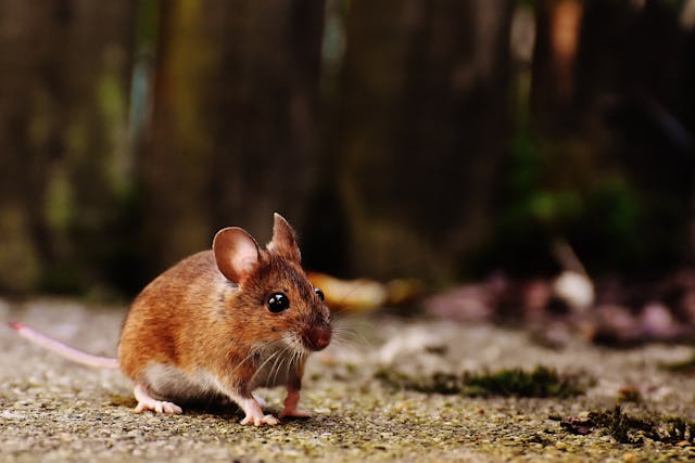 Muizen in de tuin