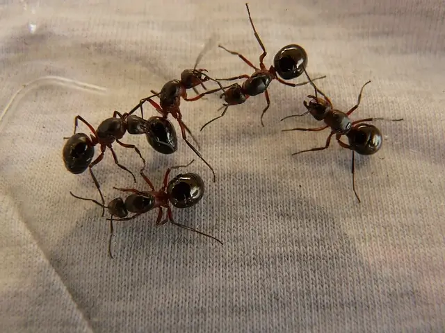 Mieren bij elkaar in de tuin