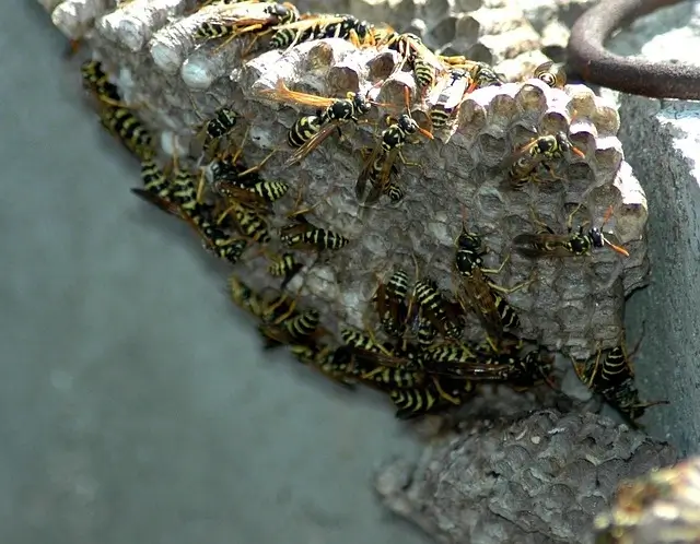 Wespennest herkennen, meerdere wespen bij elkaar op het nest